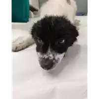 Foto dell\'animale cane - Matr. 2021/2277 - Microchip 380260044446001