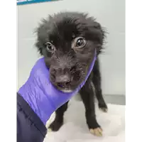 Foto dell\'animale cane - Matr. 2021/2278 - Microchip 380260044445976