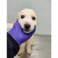 Foto dell\'animale cane - Matr. 2021/2279 - Microchip 380260044446073
