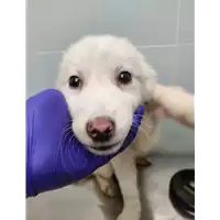 Foto dell\'animale cane - Matr. 2021/2280 - Microchip 380260044445810