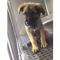 Foto dell\'animale cane - Matr. 2017/0868 - Microchip 380260043147812