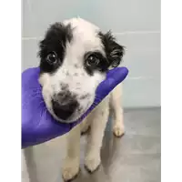 Foto dell\'animale cane - Matr. 2021/2282 - Microchip 380260044446794