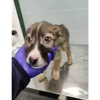 Foto dell\'animale cane - Matr. 2021/2283 - Microchip 380260044446075