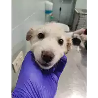 Foto dell\'animale cane - Matr. 2021/2284 - Microchip 380260044446151