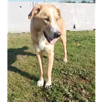 cane - Matr. 2021/0952 - Microchip 380260044550806