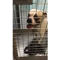 Foto dell\'animale cane - Matr. 2021/2285 - Microchip 380260171500562