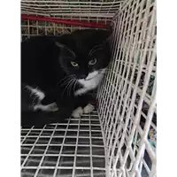Foto dell\'animale gatto - Matr. 2021/2287 - Microchip 380260044446590
