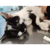 Foto dell\'animale gatto - Matr. 2021/2288 - Microchip 380260044446223