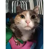 Foto dell\'animale gatto - Matr. 2021/2289 - Microchip 380260044446899