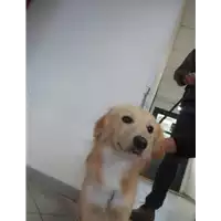 Foto dell\'animale cane - Matr. 2021/2292 - Microchip 380260044446457
