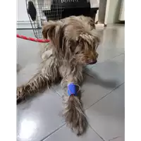 cane - Matr. 2021/2295 - Microchip 380260042527873