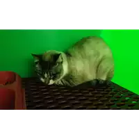 Foto dell\'animale gatto - Matr. 2021/2303 - Microchip 985121004627577