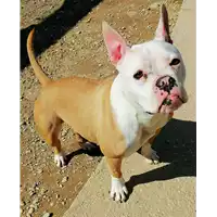Foto dell\'animale cane - Matr. 2021/2302 - Microchip 380260044446454