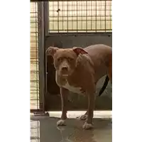 Foto dell\'animale cane - Matr. 2021/2308 - Microchip 380260160141296