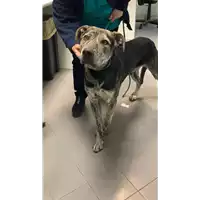 Foto dell\'animale cane - Matr. 2021/2309 - Microchip 380260044579426