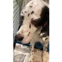 Foto dell\'animale cane - Matr. 2021/2316 - Microchip 380260002028355