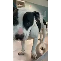 Foto dell\'animale cane - Matr. 2021/2317 - Microchip 380260044579734
