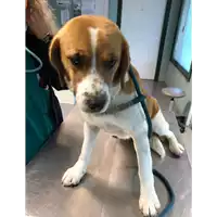 Foto dell\'animale cane - Matr. 2021/2318 - Microchip 380260044436974