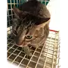 gatto - Matr. 2021/2320 - Microchip 