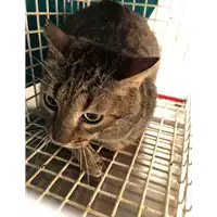 Foto dell\'animale gatto - Matr. 2021/2320 - Microchip 