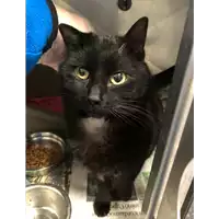 Foto dell\'animale gatto - Matr. 2021/2322 - Microchip 380260044446090