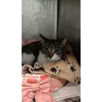 Foto dell\'animale gatto - Matr. 2021/2323 - Microchip 380260044446875
