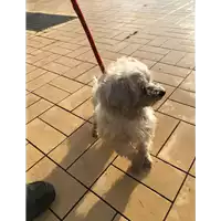 Foto dell\'animale cane - Matr. 2021/2326 - Microchip 380260044579154