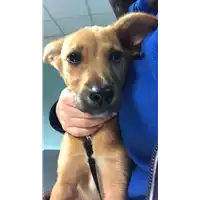 Foto dell\'animale cane - Matr. 2021/2332 - Microchip 380260044579505