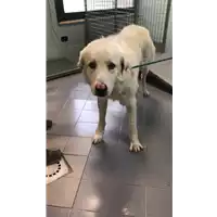 Foto dell\'animale cane - Matr. 2021/2335 - Microchip 380260044579352
