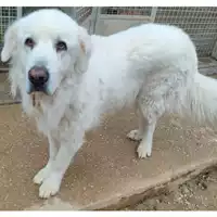 Foto dell\'animale cane - Matr. 2021/2336 - Microchip 380260110036923