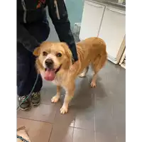 Foto dell\'animale cane - Matr. 2017/2107 - Microchip 380260043147870