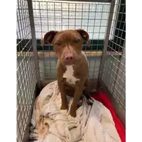 Foto dell\'animale cane - Matr. 2021/2338 - Microchip 380260044579910