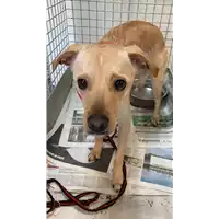 Foto dell\'animale cane - Matr. 2021/2339 - Microchip 380260044579576