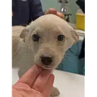 Foto dell\'animale cane - Matr. 2021/2340 - Microchip 380260044579456