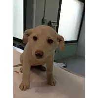 Foto dell\'animale cane - Matr. 2021/2341 - Microchip 380260044437049