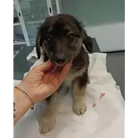 Foto dell\'animale cane - Matr. 2021/2344 - Microchip 380260044440360