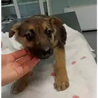 Foto dell\'animale cane - Matr. 2021/2345 - Microchip 380260044437127