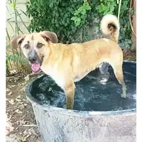 Foto dell\'animale cane - Matr. 2021/2103 - Microchip 380260044579591