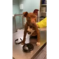 Foto dell\'animale cane - Matr. 2021/2310 - Microchip 380260044579791