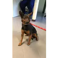 Foto dell\'animale cane - Matr. 2021/2346 - Microchip 380260101041395