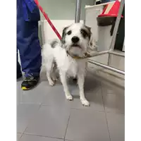 Foto dell\'animale cane - Matr. 2021/2347 - Microchip 380260044440650