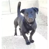 Foto dell\'animale cane - Matr. 2020/1446 - Microchip 380260043846757