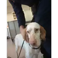Foto dell\'animale cane - Matr. 2021/0003 - Microchip 380260002201184