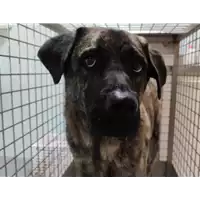 Foto dell\'animale cane - Matr. 2022/0001 - Microchip 380260101182300