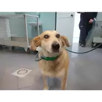 Foto dell\'animale cane - Matr. 2022/0002 - Microchip 380260044437186