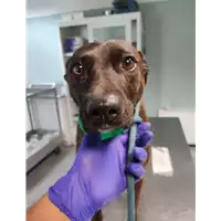 Foto dell\'animale cane - Matr. 2022/0003 - Microchip 380260044437896