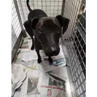 Foto dell\'animale cane - Matr. 2022/0004 - Microchip 380260043681236