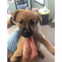 Foto dell\'animale cane - Matr. 2017/0878 - Microchip 380260043260324