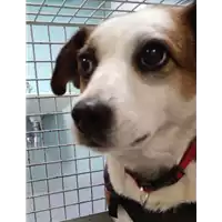 Foto dell\'animale cane - Matr. 2022/0005 - Microchip 380260100518281