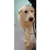 Foto dell\'animale cane - Matr. 2021/2136 - Microchip 380260044606235